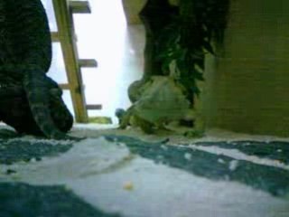 Les pogonas ont bien grandit