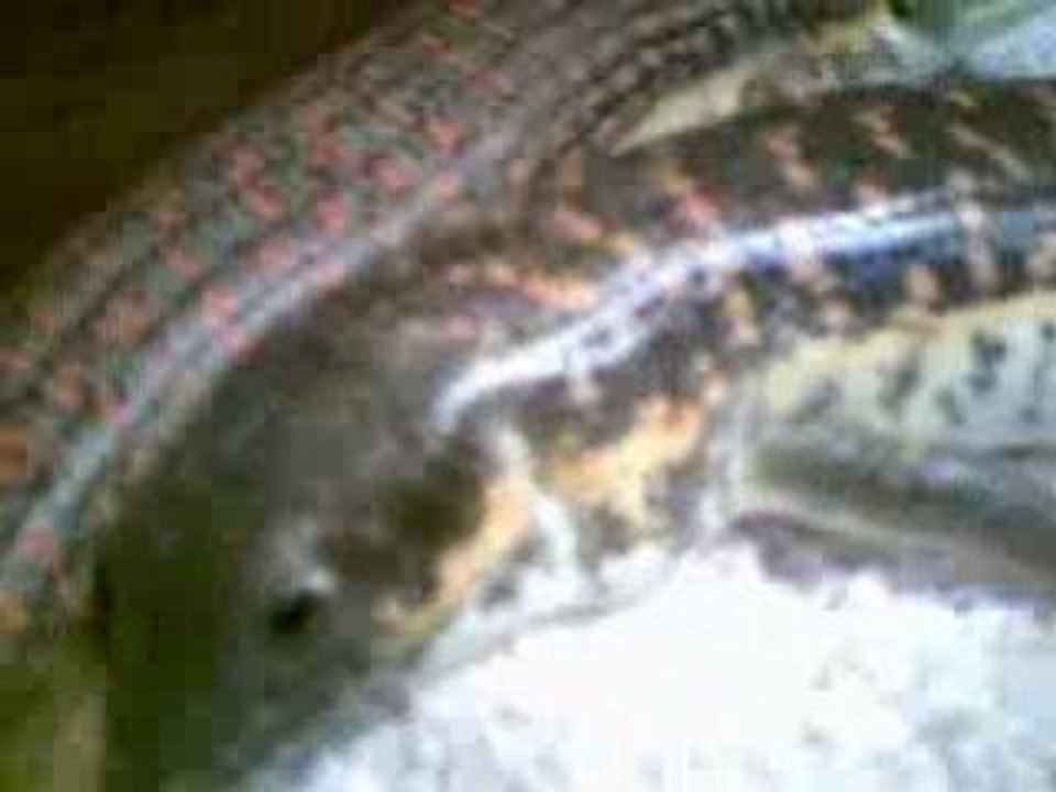 eumeces