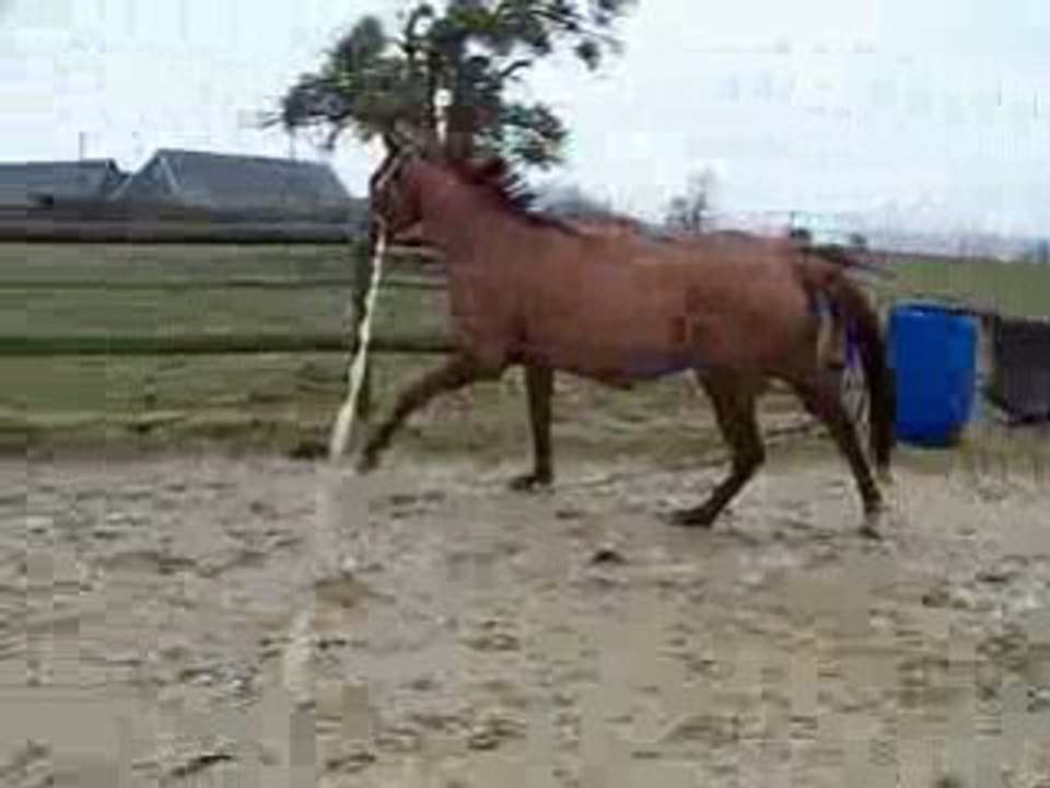 Noune longe saut vertical