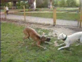 Mayka et dogue argentin