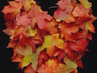 One heart, many stories...