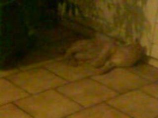 combat de chats trop drole