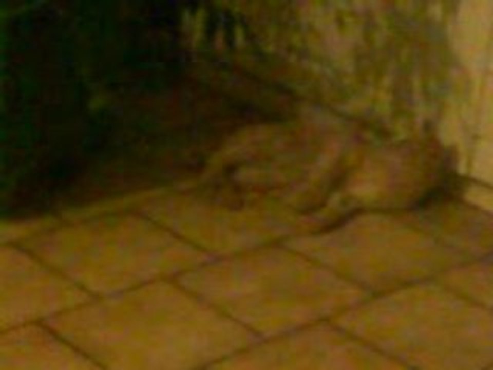 combat de chats trop drole