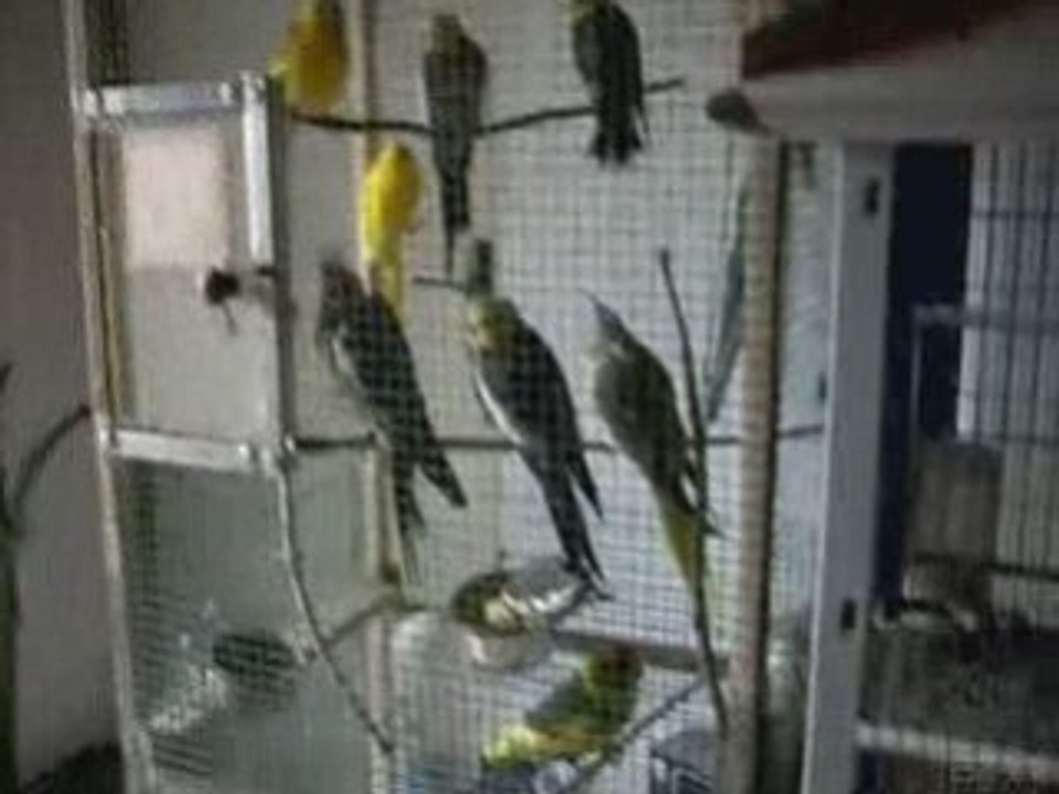 Mes animaux_0001