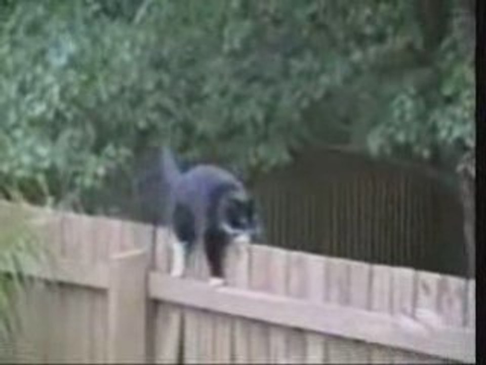 Chats Ouf