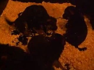 Elevage de la Béadrie- Berger Allemand