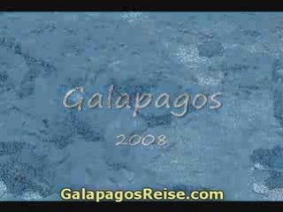 22 Animals Nature Galapagos Islands