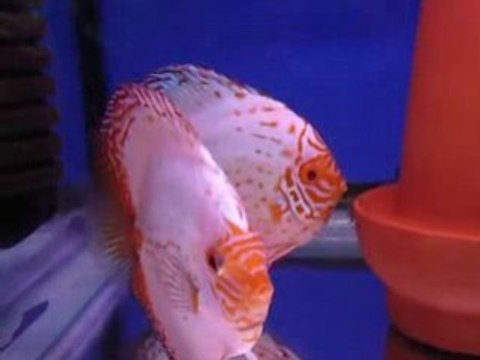 Butterfly Discus pairs