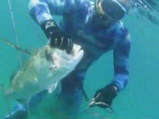 Film chasse sous marine