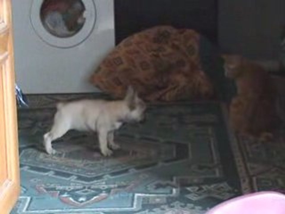Nono embete Stitch