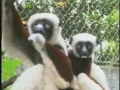 Valentines Day Los Angeles Zoo | Los Angeles Zoo Valentines