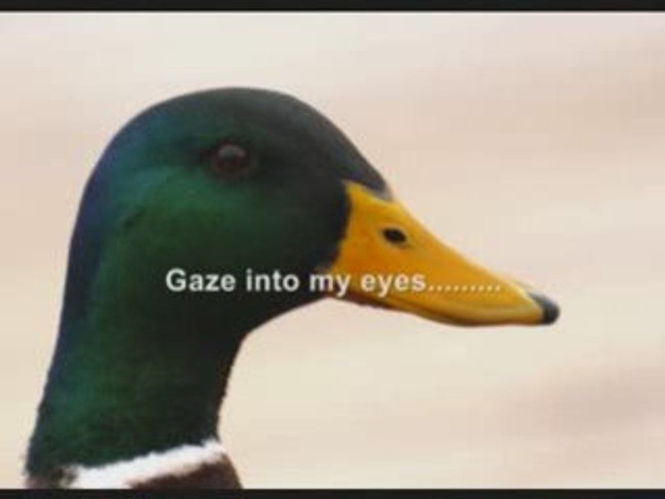 Jim and his Duck