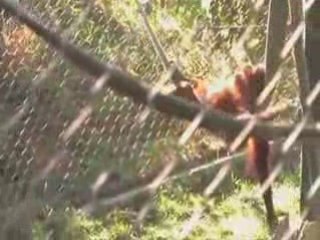 Los Angeles Zoo Pixel Card | Pixel Card Los Angeles Zoo