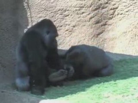 Valentines Day Zoo Event | Valentines Day Los Angeles Zoo