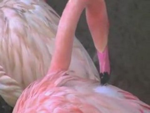 Los Angeles Zoo Pixel Card Giving | Valentines Day Event