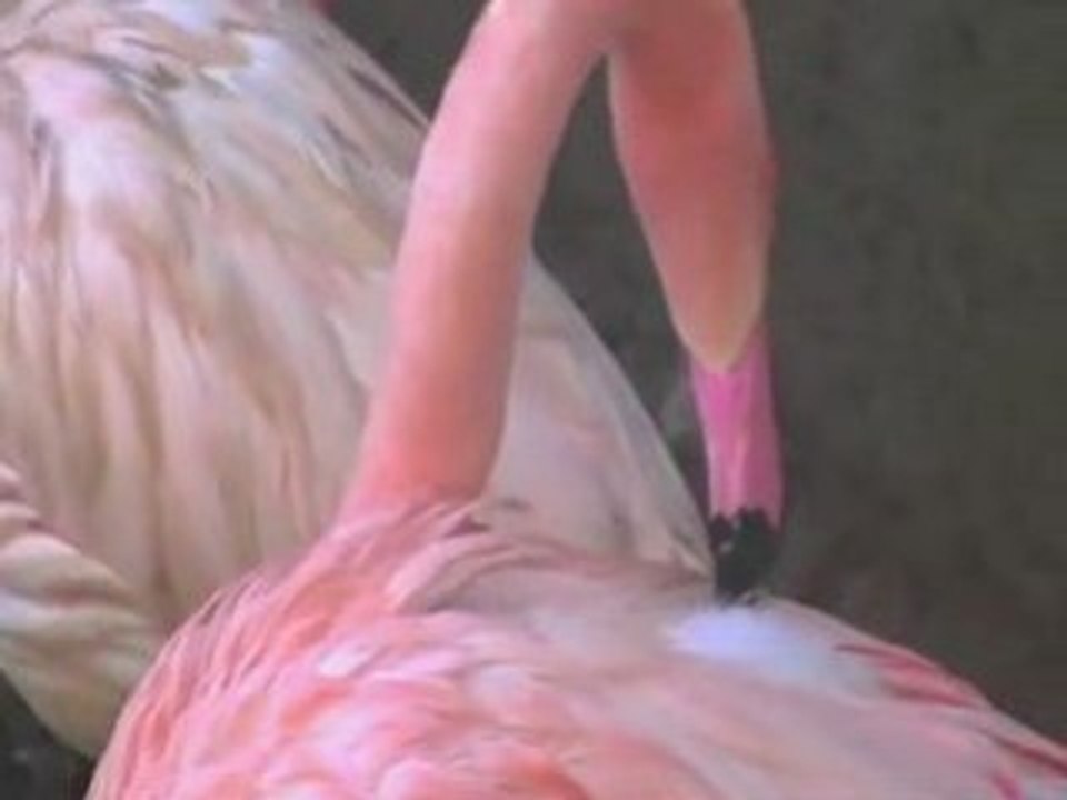 Los Angeles Zoo Pixel Card Giving | Valentines Day Event
