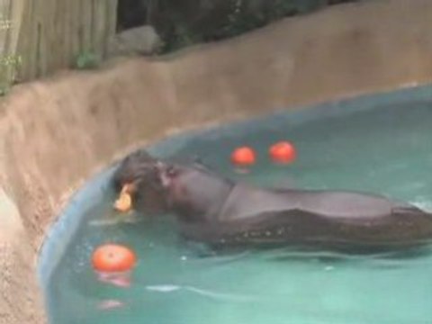 Valentines Fun Los Angeles Zoo | E-Valentines Los Angeles