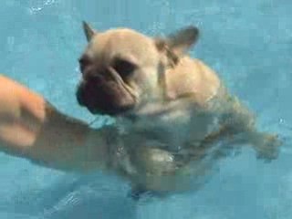 Nono fait ses exercices dans la piscine