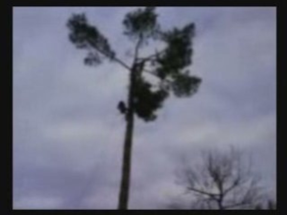 Débitage arbre9 shamel le 3_2_9