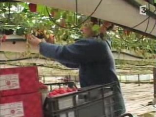 AMAP ou gros distributeurs 1/2