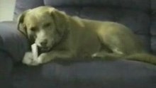 crazy_dog