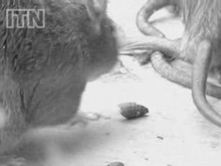 Rat and mice population increases and could get worse