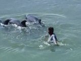 Hundreds of dolphins swimming in water near Manila