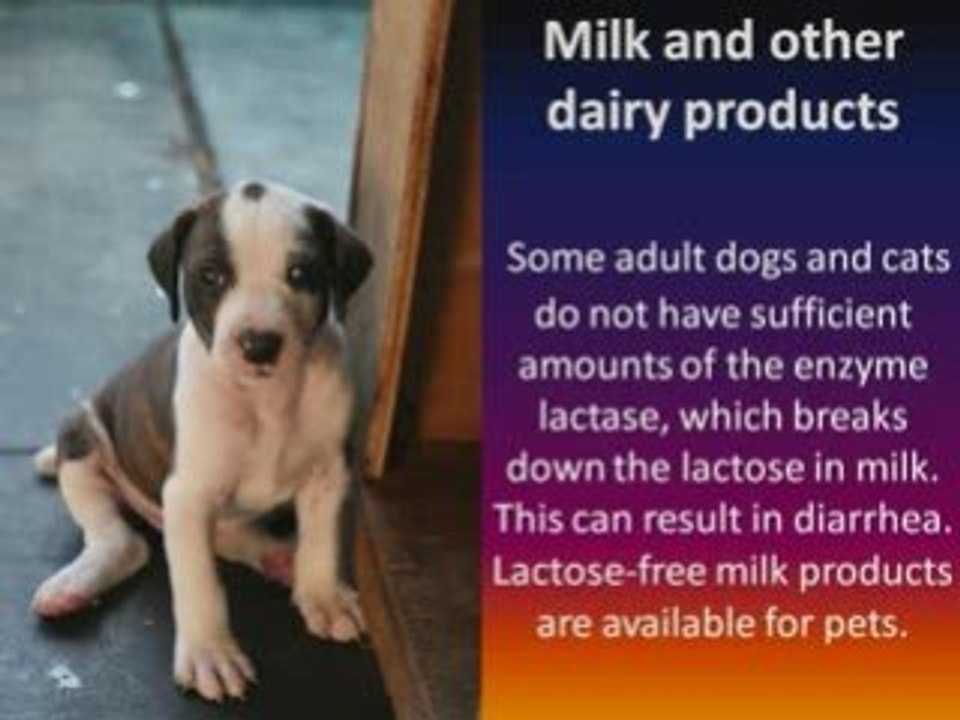 Dogs: Valentine's Day Loving Your Dog To Death - 2