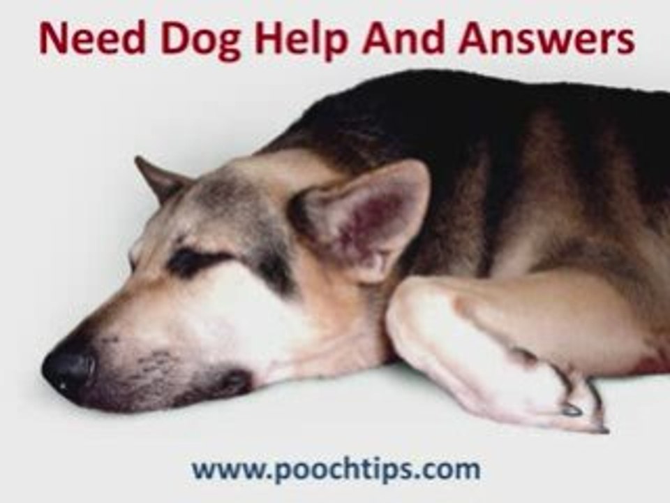 Dogs: Valentine's Day Loving Your Dog To Death - 4