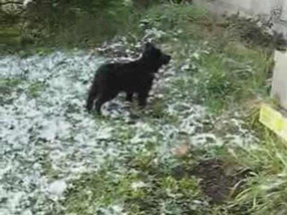 Le schipperke Djimmy découvre la neige
