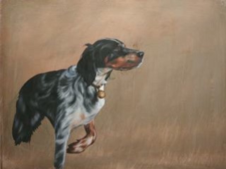 portrait d'un setter à l'arret