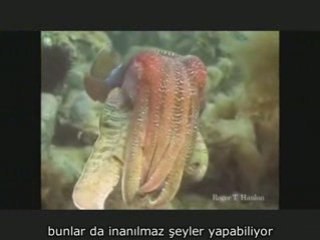 David Gallo Okyanus Derinliklerinde Yaşam Türkçe Çeviri