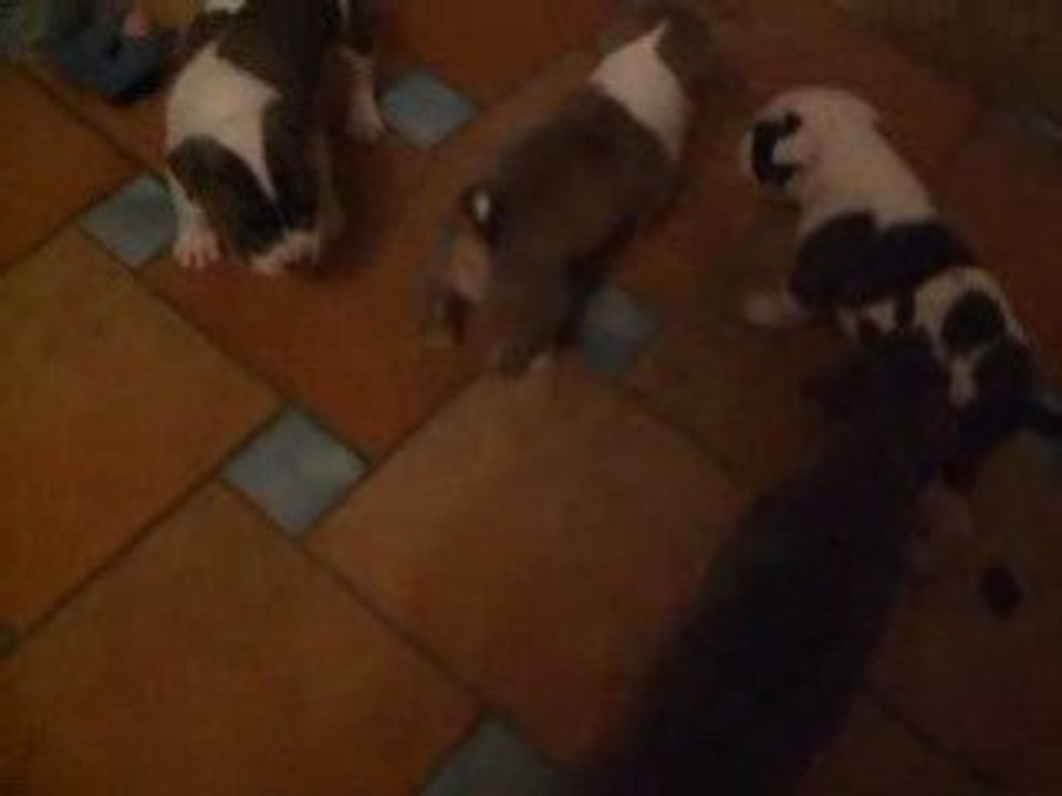 Video bulle bb 025
