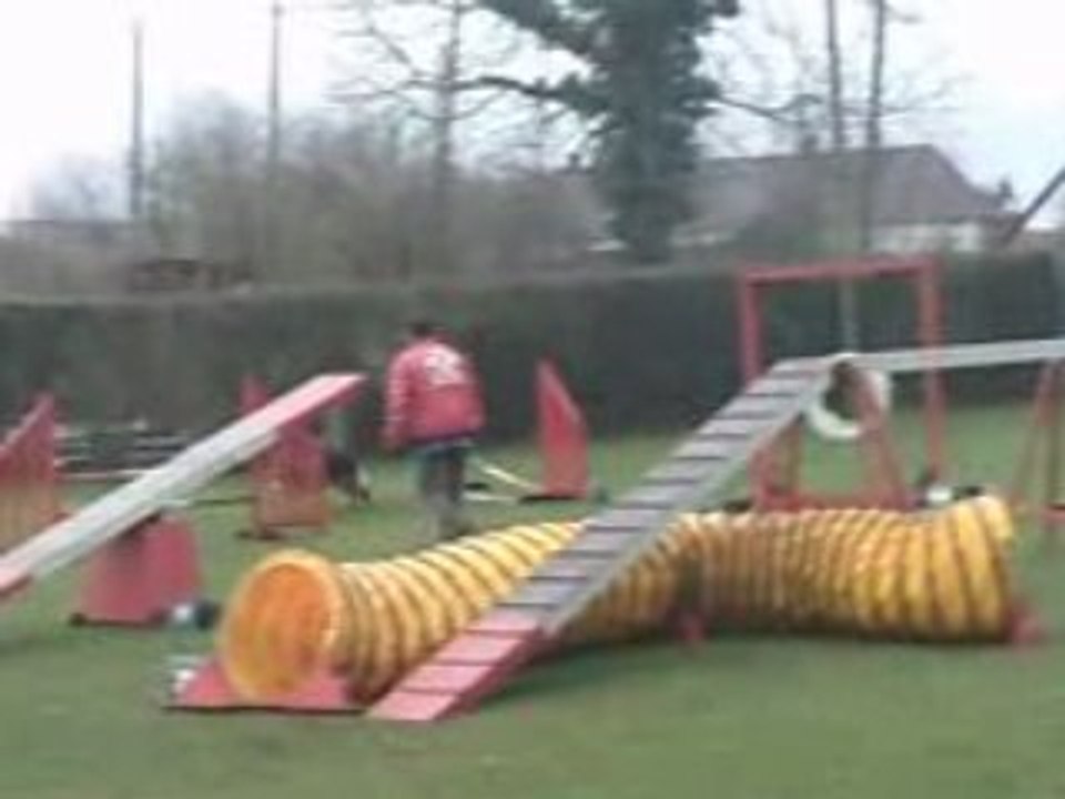 Entraînement agility César 14-12-08 (4).