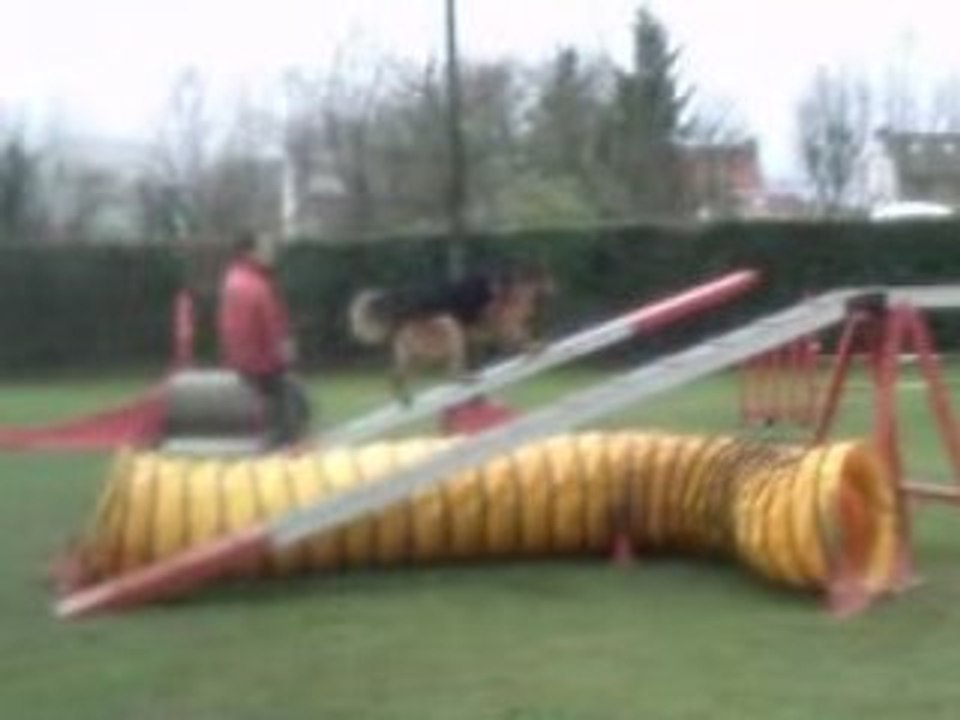 Entraînement agility César 14-12-08 (5).