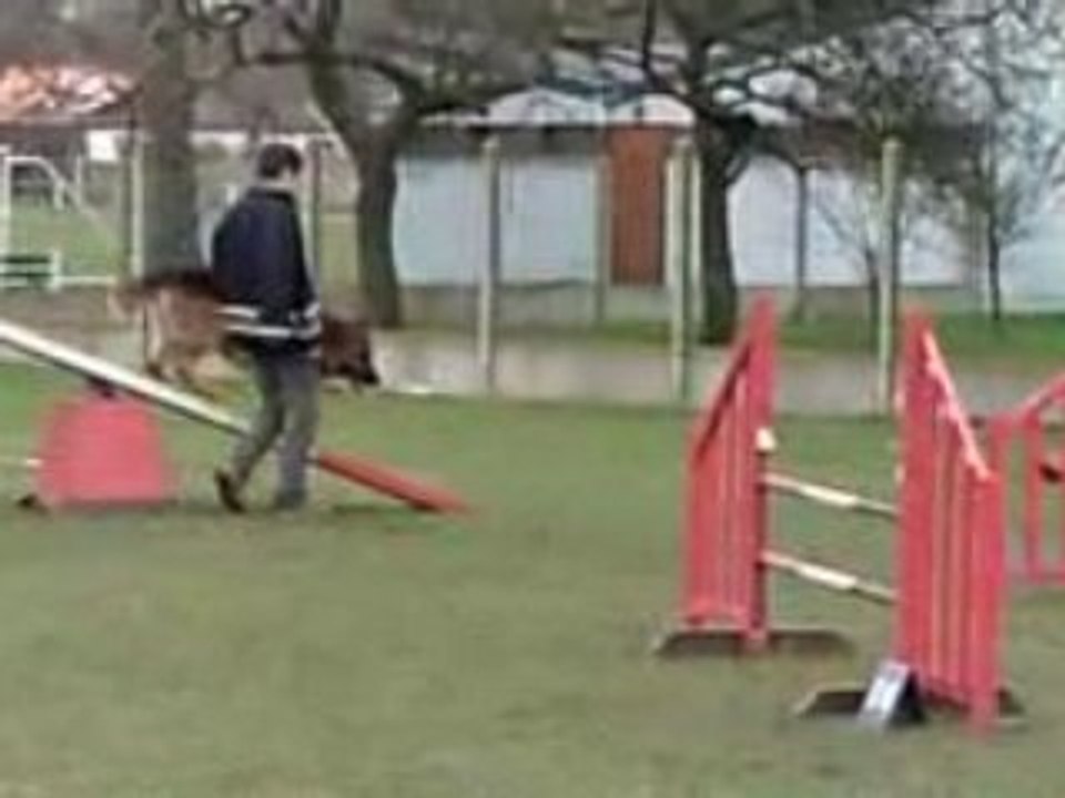 Entraînement agility César 21-12-08.