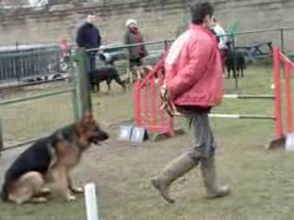 Entraînement agility César 25-01-09 (1).