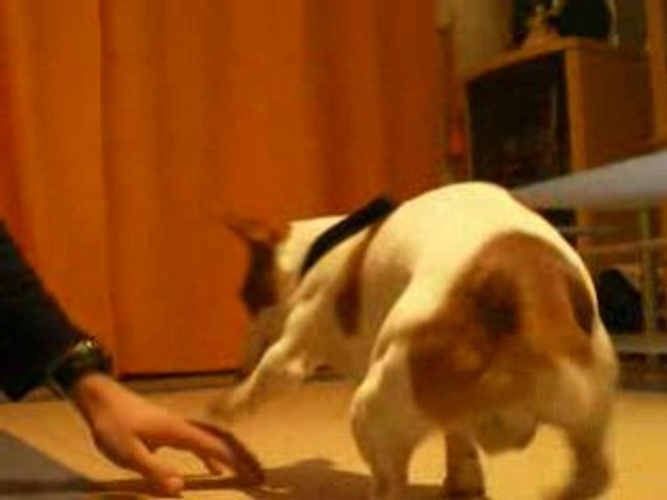 crac chien de cirque