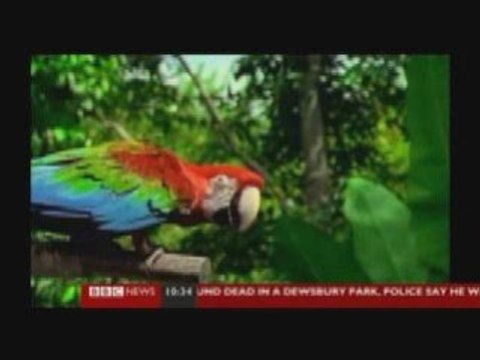 Amazon Rainforest Wildlife Destroyed by Deforestation