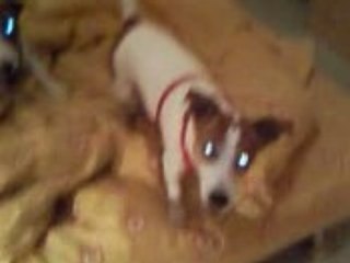 Louna et Chiki bataille