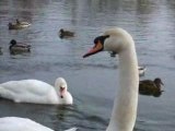 Pułtuskie łabędzie