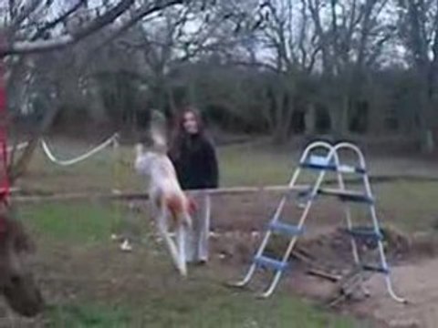 mon chien saut 1m10