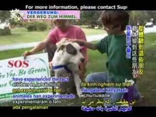 Caring for Animal Companions:Cool Tricks and Treats