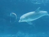 L'étrange vortex créé par le dauphin