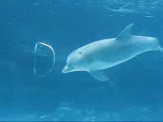 L'étrange vortex créé par le dauphin