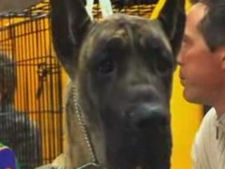 Westminster Kennel Club Dog Show: Dogs Get Glamorous Backsta