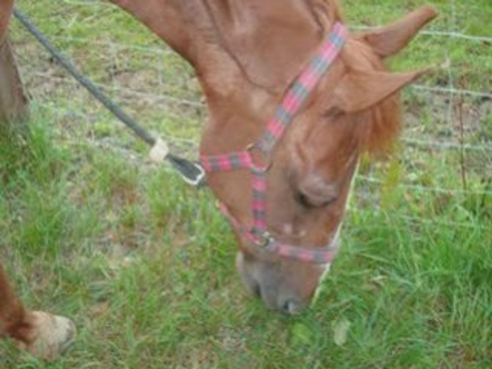 Montage de l'histoire vécue avec ma jument Fabiola