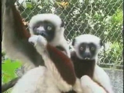 Valentines Billy the Elephant | Los Angeles Zoo