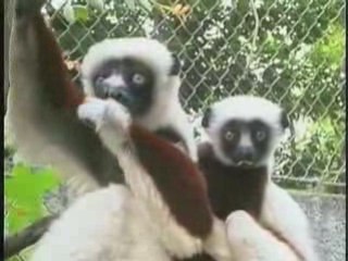 Los Angeles Zoo | Billy the Elephant Valentines