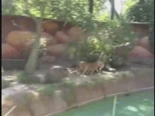 Pixel Card Giving Los Angeles Zoo | Pixel Card Giving CA